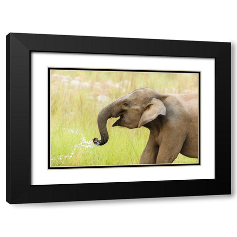 Asian Elephant drinking water-Corbett National Park-India Black Modern Wood Framed Art Print with Double Matting by Rajput, Jagdeep