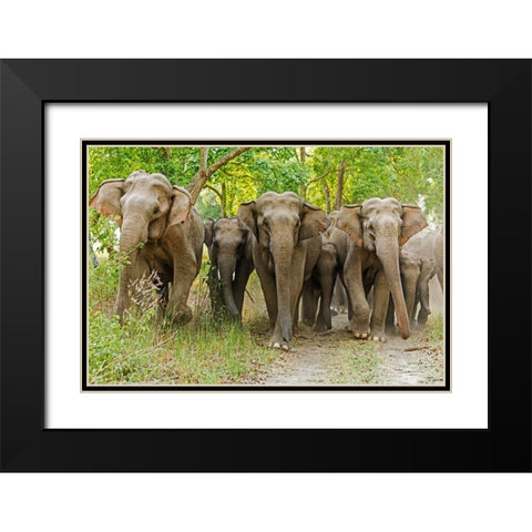 Asian Elephant Family in the Sal Forest Corbett National Park-India Black Modern Wood Framed Art Print with Double Matting by Rajput, Jagdeep
