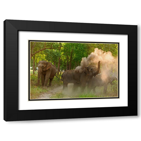 Asian Elephant taking dust bath Corbett National Park-India Black Modern Wood Framed Art Print with Double Matting by Rajput, Jagdeep