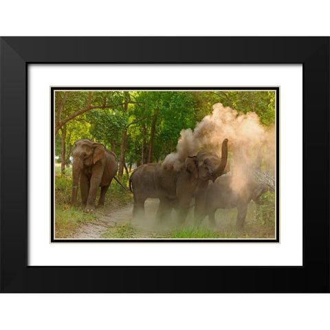 Asian Elephant taking dust bath Corbett National Park-India Black Modern Wood Framed Art Print with Double Matting by Rajput, Jagdeep