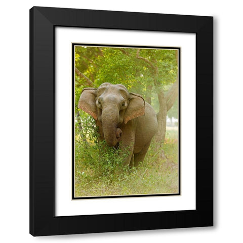 Asian Elephant on the edge of forest Corbett National Park-India Black Modern Wood Framed Art Print with Double Matting by Rajput, Jagdeep
