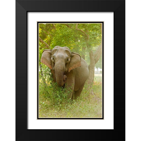 Asian Elephant on the edge of forest Corbett National Park-India Black Modern Wood Framed Art Print with Double Matting by Rajput, Jagdeep