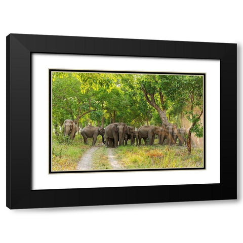 Herd of Asian Elephants in the Sal Forest Corbett National Park-India Black Modern Wood Framed Art Print with Double Matting by Rajput, Jagdeep