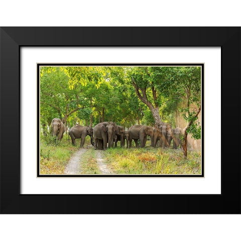 Herd of Asian Elephants in the Sal Forest Corbett National Park-India Black Modern Wood Framed Art Print with Double Matting by Rajput, Jagdeep
