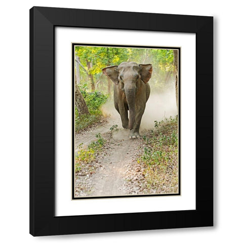 Asian Elephant charging Corbett National Park-India Black Modern Wood Framed Art Print with Double Matting by Rajput, Jagdeep