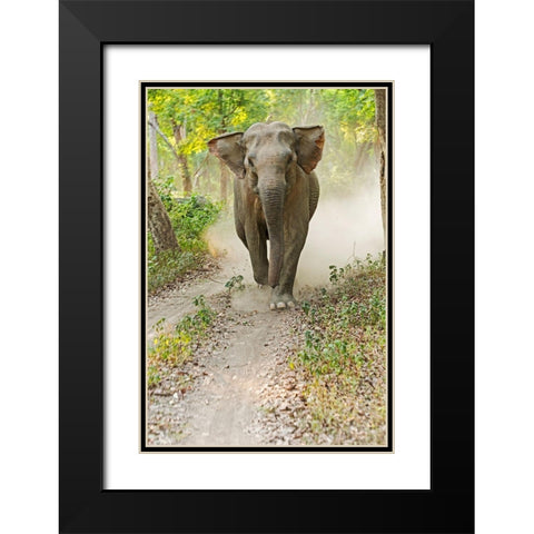 Asian Elephant charging Corbett National Park-India Black Modern Wood Framed Art Print with Double Matting by Rajput, Jagdeep