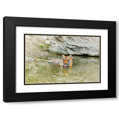 Tigress in the backwaters of Ramganga River Corbett National Park-India Black Modern Wood Framed Art Print with Double Matting by Rajput, Jagdeep