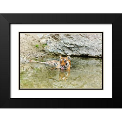 Tigress in the backwaters of Ramganga River Corbett National Park-India Black Modern Wood Framed Art Print with Double Matting by Rajput, Jagdeep