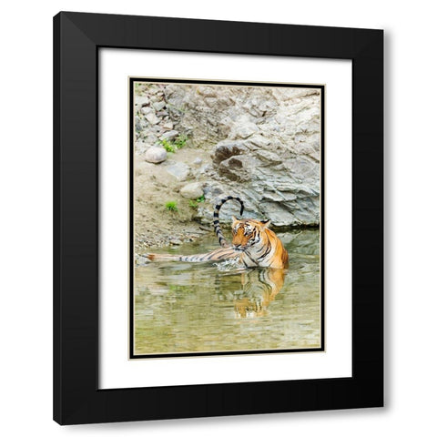 Tigress in the backwaters of Ramganga River Corbett National Park-India Black Modern Wood Framed Art Print with Double Matting by Rajput, Jagdeep