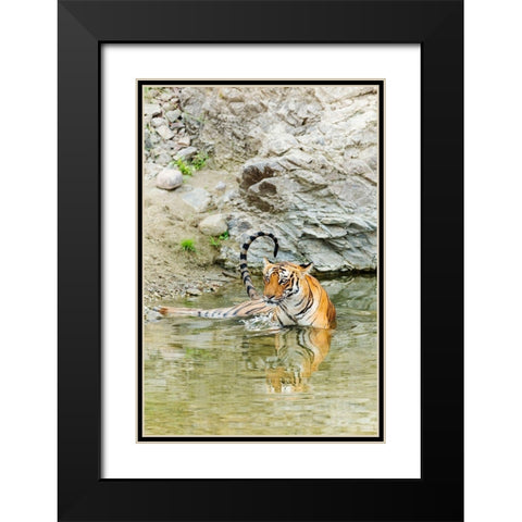 Tigress in the backwaters of Ramganga River Corbett National Park-India Black Modern Wood Framed Art Print with Double Matting by Rajput, Jagdeep