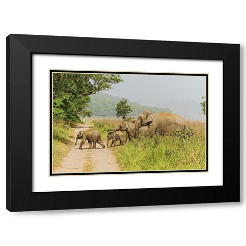 Asian Elephant family crossing the jungle track Corbett National Park-India Black Modern Wood Framed Art Print with Double Matting by Rajput, Jagdeep