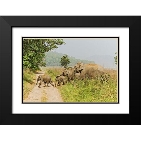 Asian Elephant family crossing the jungle track Corbett National Park-India Black Modern Wood Framed Art Print with Double Matting by Rajput, Jagdeep