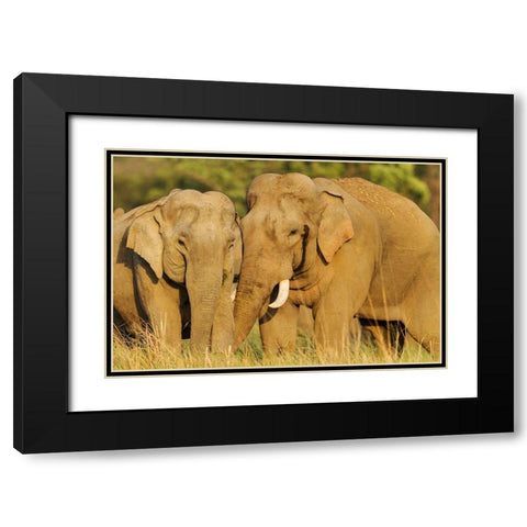 Courting pair of Asian Elephants Corbett National Park-India Black Modern Wood Framed Art Print with Double Matting by Rajput, Jagdeep