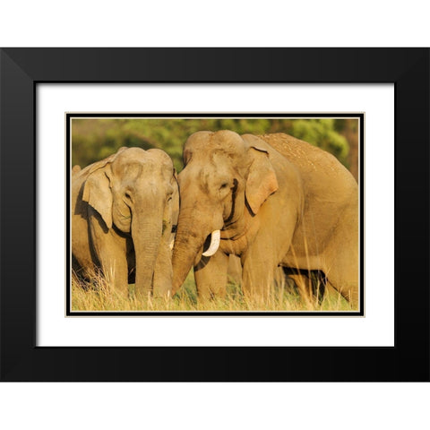 Courting pair of Asian Elephants Corbett National Park-India Black Modern Wood Framed Art Print with Double Matting by Rajput, Jagdeep