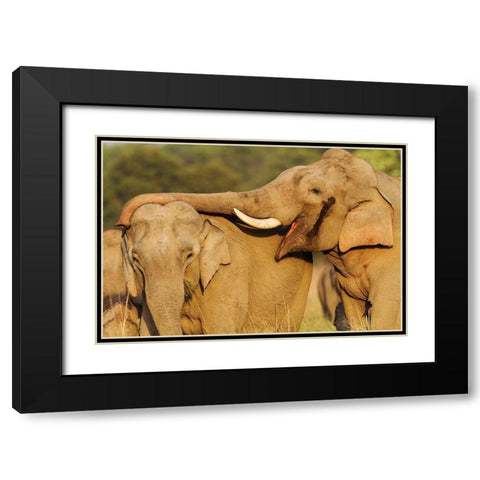 Courting pair of Asian Elephants Corbett National Park-India Black Modern Wood Framed Art Print with Double Matting by Rajput, Jagdeep
