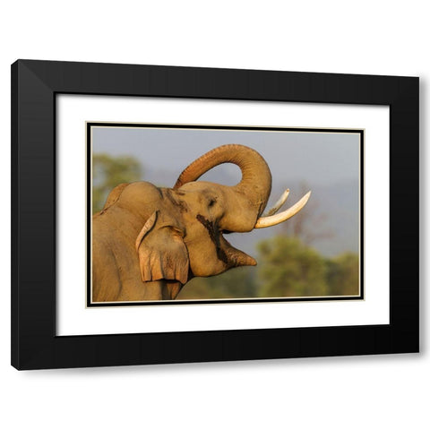 Musth Tusker giving a salute Corbett National Park-India Black Modern Wood Framed Art Print with Double Matting by Rajput, Jagdeep