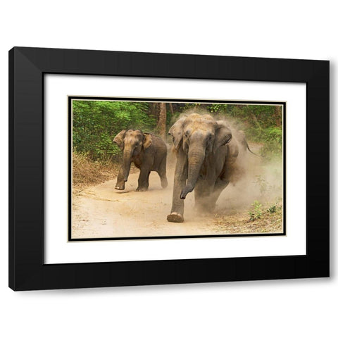 Asian Elephants charging-Corbett National Park-India Black Modern Wood Framed Art Print with Double Matting by Rajput, Jagdeep