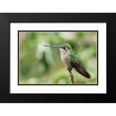 Broad-tailed Hummingbird (female) Black Modern Wood Framed Art Print with Double Matting by Archer, Ken