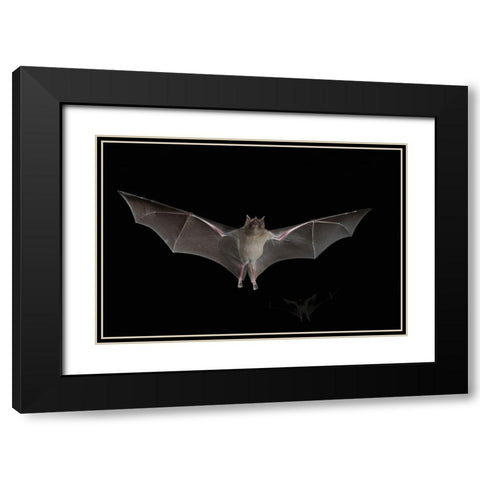 Lesser Long-nosed Bat Black Modern Wood Framed Art Print with Double Matting by Archer, Ken