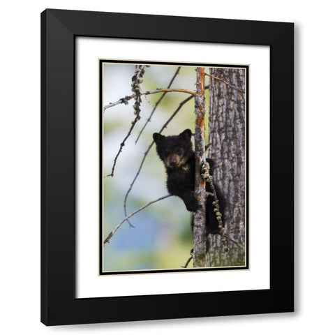 Black Bear Cub Climbing Black Modern Wood Framed Art Print with Double Matting by Archer, Ken