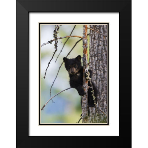 Black Bear Cub Climbing Black Modern Wood Framed Art Print with Double Matting by Archer, Ken