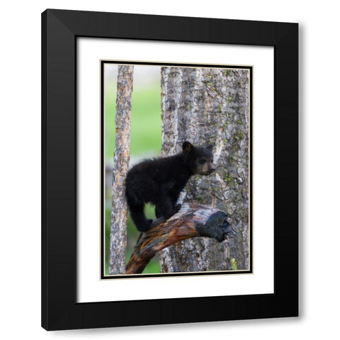 Black Bear Cub Black Modern Wood Framed Art Print with Double Matting by Archer, Ken