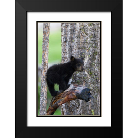 Black Bear Cub Black Modern Wood Framed Art Print with Double Matting by Archer, Ken