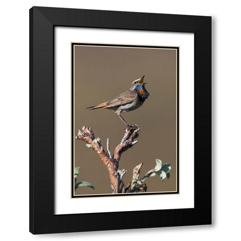 Male Bluethroat Singing Black Modern Wood Framed Art Print with Double Matting by Archer, Ken