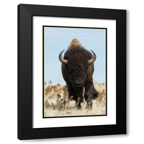 Bison Bull on the move Black Modern Wood Framed Art Print with Double Matting by Archer, Ken