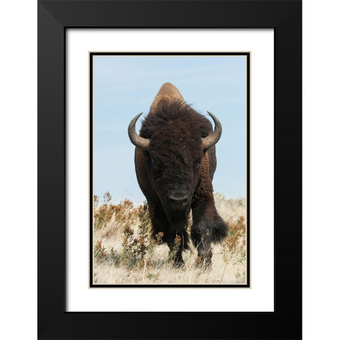 Bison Bull on the move Black Modern Wood Framed Art Print with Double Matting by Archer, Ken