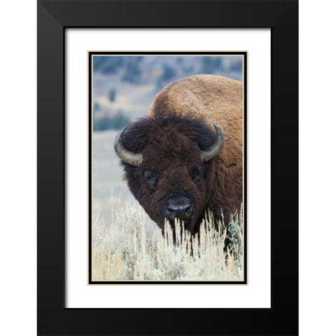 Big Bison Bull Black Modern Wood Framed Art Print with Double Matting by Archer, Ken