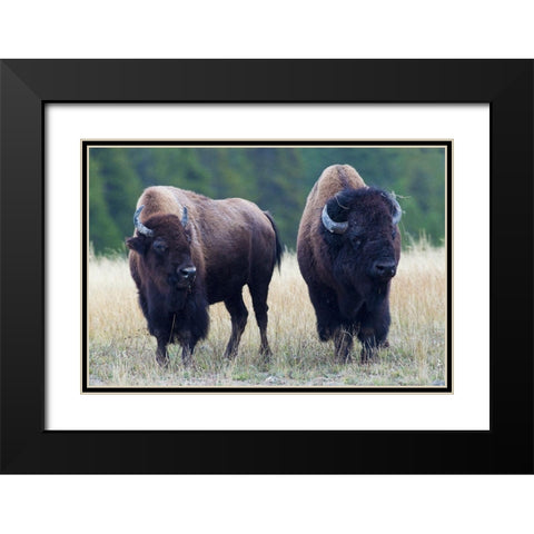 Bison Pair Black Modern Wood Framed Art Print with Double Matting by Archer, Ken