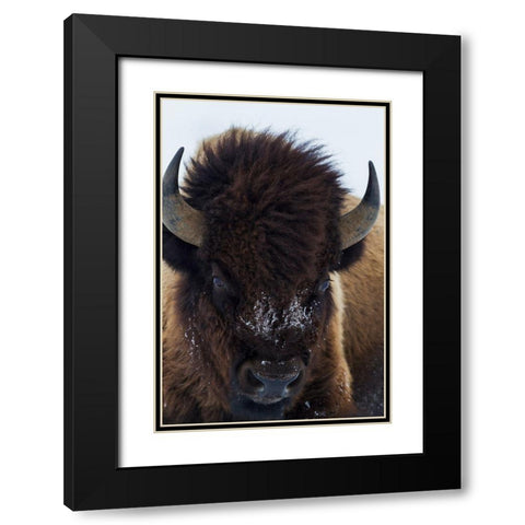 Bull Bison Black Modern Wood Framed Art Print with Double Matting by Archer, Ken