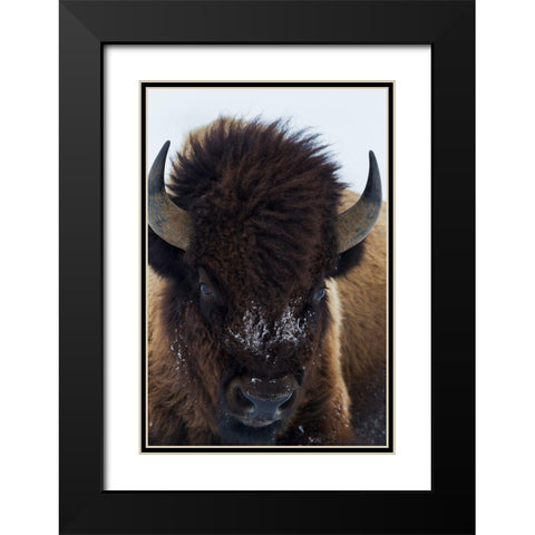 Bull Bison Black Modern Wood Framed Art Print with Double Matting by Archer, Ken