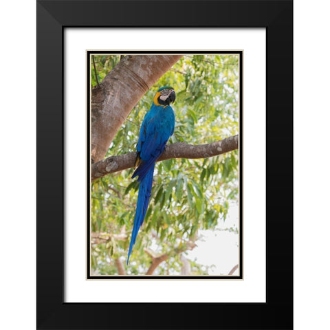Blue and Gold Macaw-roosting in the shade Black Modern Wood Framed Art Print with Double Matting by Archer, Ken