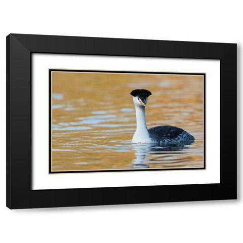 Clarks Grebe Black Modern Wood Framed Art Print with Double Matting by Archer, Ken