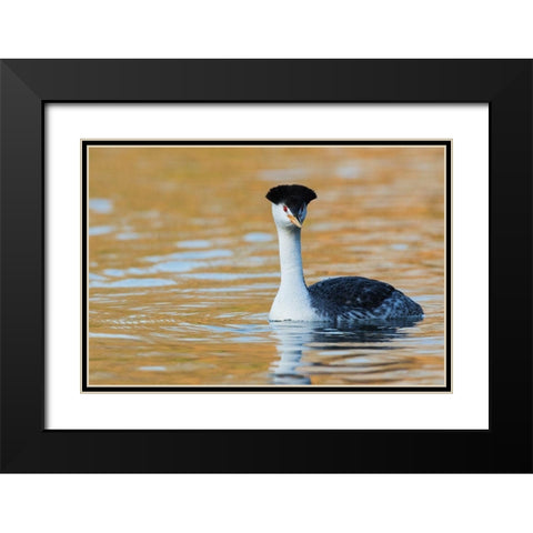 Clarks Grebe Black Modern Wood Framed Art Print with Double Matting by Archer, Ken