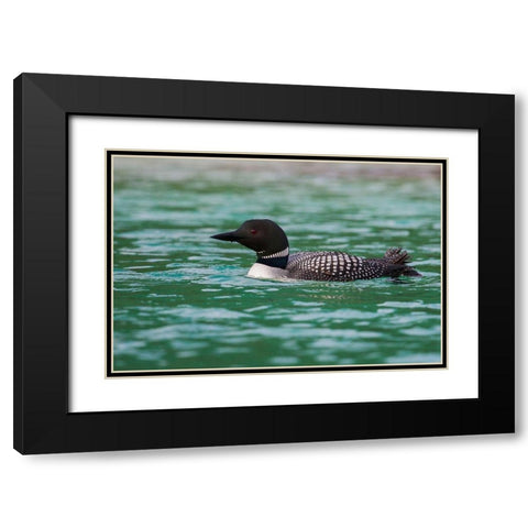Common Loon Black Modern Wood Framed Art Print with Double Matting by Archer, Ken