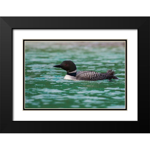 Common Loon Black Modern Wood Framed Art Print with Double Matting by Archer, Ken