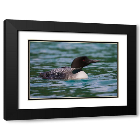 Common Loon Black Modern Wood Framed Art Print with Double Matting by Archer, Ken