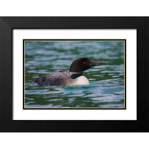 Common Loon Black Modern Wood Framed Art Print with Double Matting by Archer, Ken