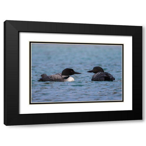 Common Loon Pair Black Modern Wood Framed Art Print with Double Matting by Archer, Ken