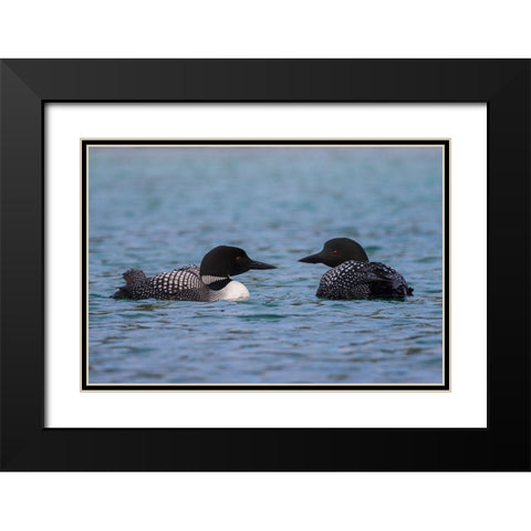 Common Loon Pair Black Modern Wood Framed Art Print with Double Matting by Archer, Ken