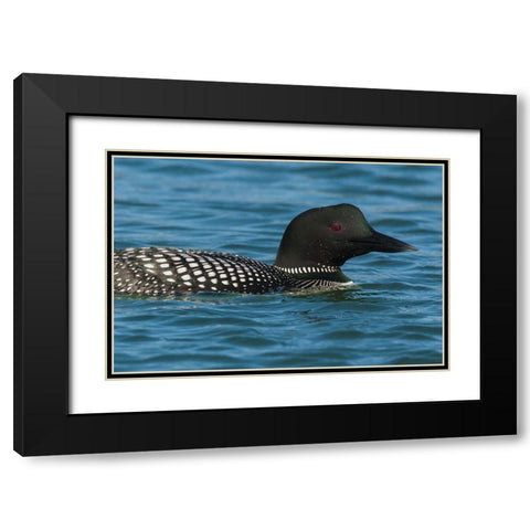 Common Loon Black Modern Wood Framed Art Print with Double Matting by Archer, Ken