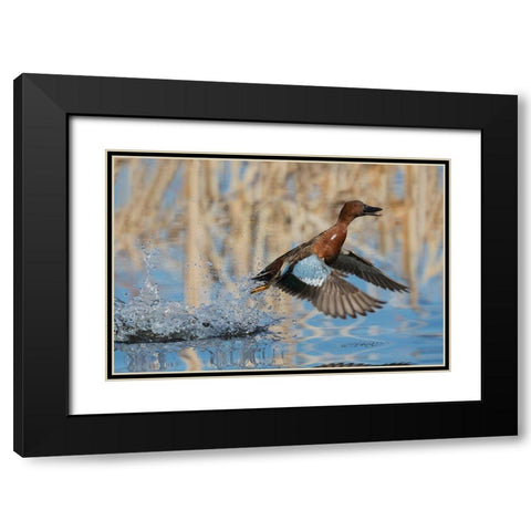 Cinnamon Teal Drake taking flight Black Modern Wood Framed Art Print with Double Matting by Archer, Ken