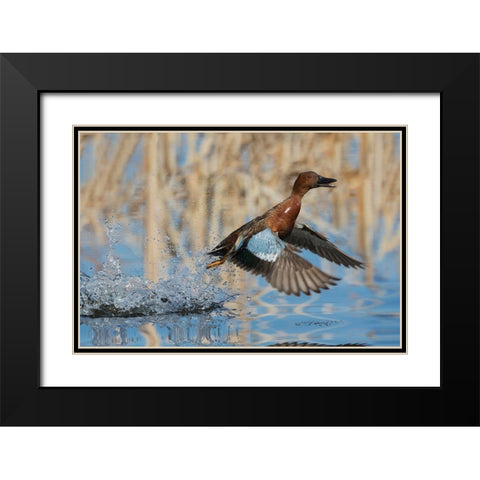 Cinnamon Teal Drake taking flight Black Modern Wood Framed Art Print with Double Matting by Archer, Ken