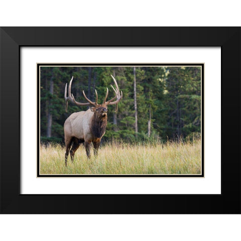 Bull Elk making faces Black Modern Wood Framed Art Print with Double Matting by Archer, Ken