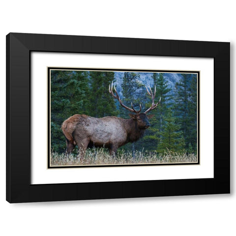 Rocky Mountain Bull Elk Black Modern Wood Framed Art Print with Double Matting by Archer, Ken