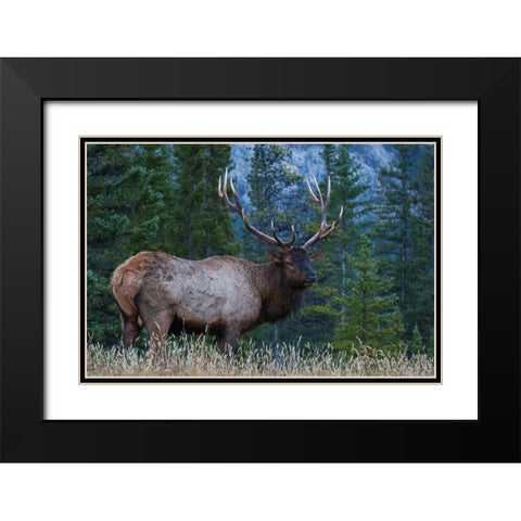 Rocky Mountain Bull Elk Black Modern Wood Framed Art Print with Double Matting by Archer, Ken