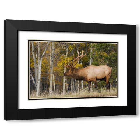 Bull Elk-autumn aspens Black Modern Wood Framed Art Print with Double Matting by Archer, Ken